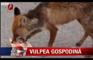 Vulpea gospodina