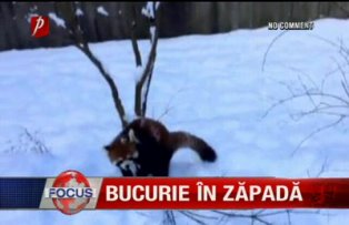 Bucurie în zăpadă