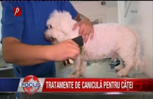 Tratamente de caniculă pentru căţei