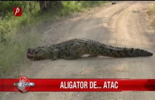 Aligator de atac