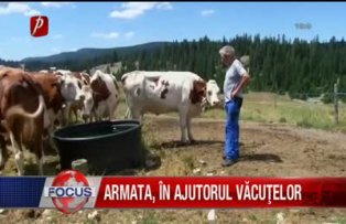 Armata in ajutorul vacutelor