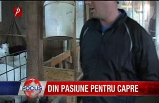 Din pasiune pentru capre
