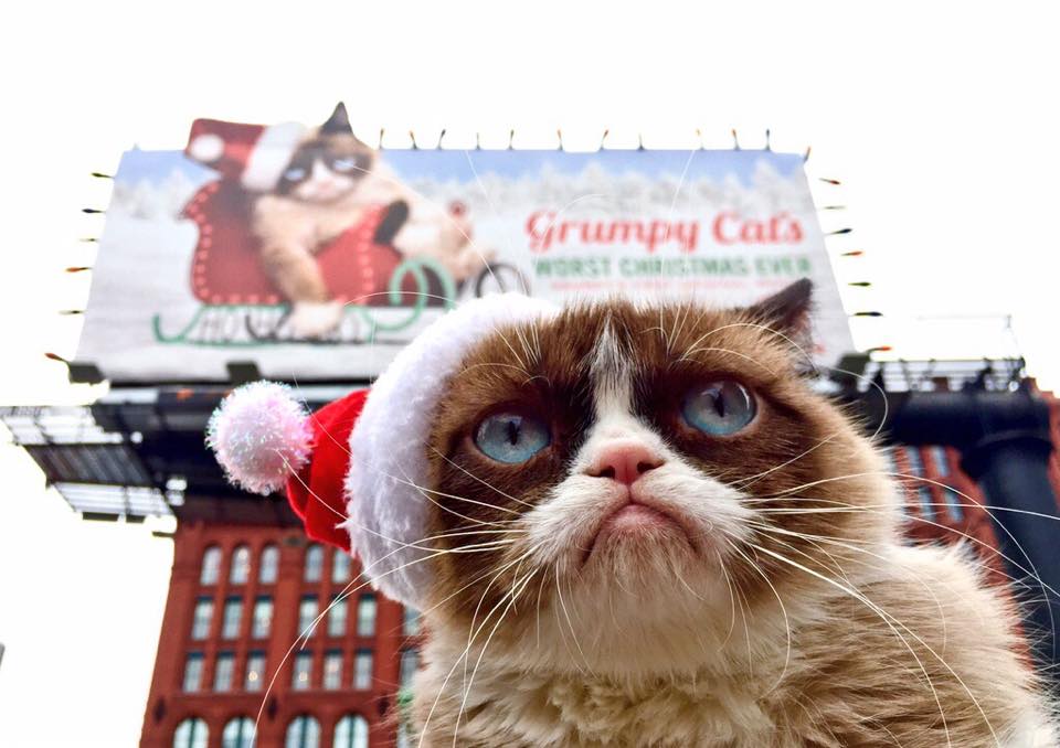 Grumpy Cat, în vizită la Vogue