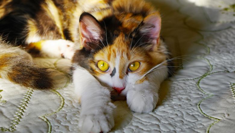 Cum ingrijesti corect o pisica! Sfaturi utile pentru animalute de companie