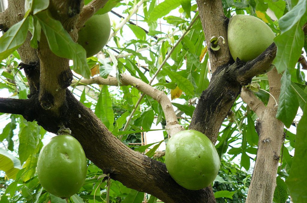 Legume si plante neobisnuite care intaresc imunitatea