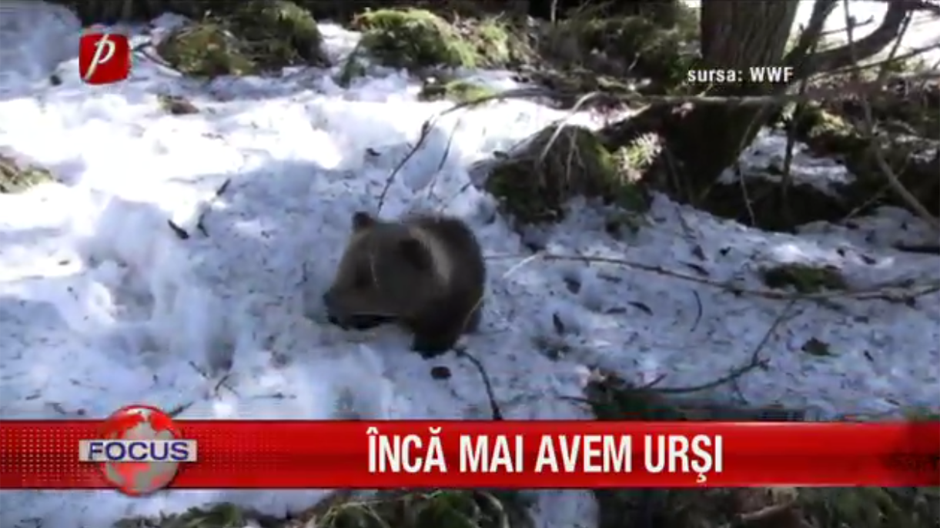 Inca mai avem ursi in libertate. Stop indiferentei!