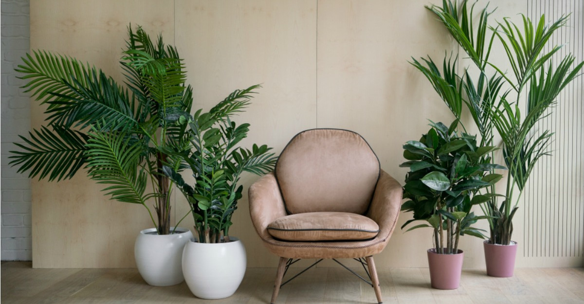 3 plante pe care trebuie sa le ai in casa