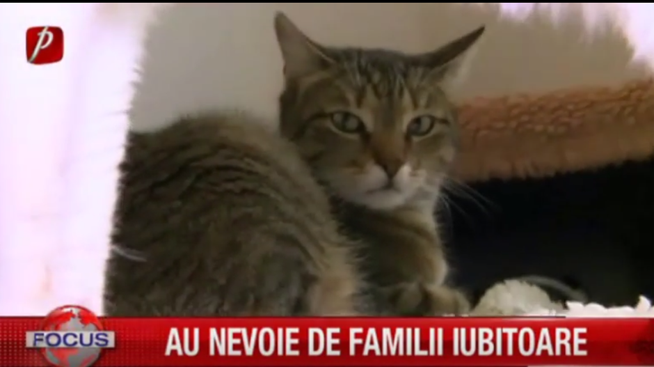 După câini, pisicile sunt animalele care au parte de cele mai rele tratamente. Sute de pisici sunt torturate sau abandonate zilnic