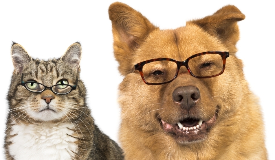 Ce trebuie sa faci in casa cand vrei sa iti iei un animal de companie