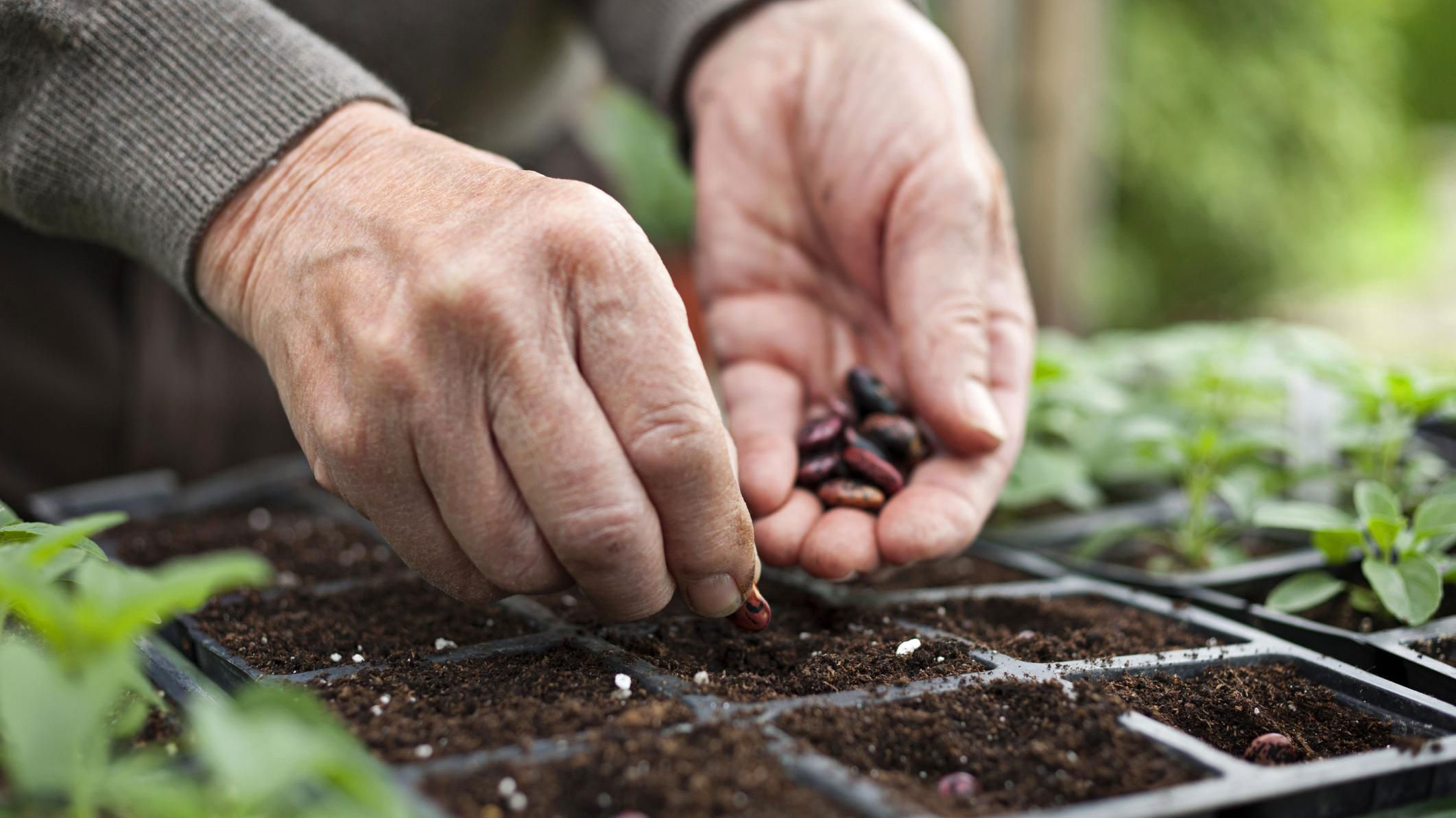Legumele si fructele romanesti mai au o salvare. 2000 de gradinari si-au unit fortele intr-un proiect agricol inedit si daruiesc celor interesati ,,Seminte cu suflet’’