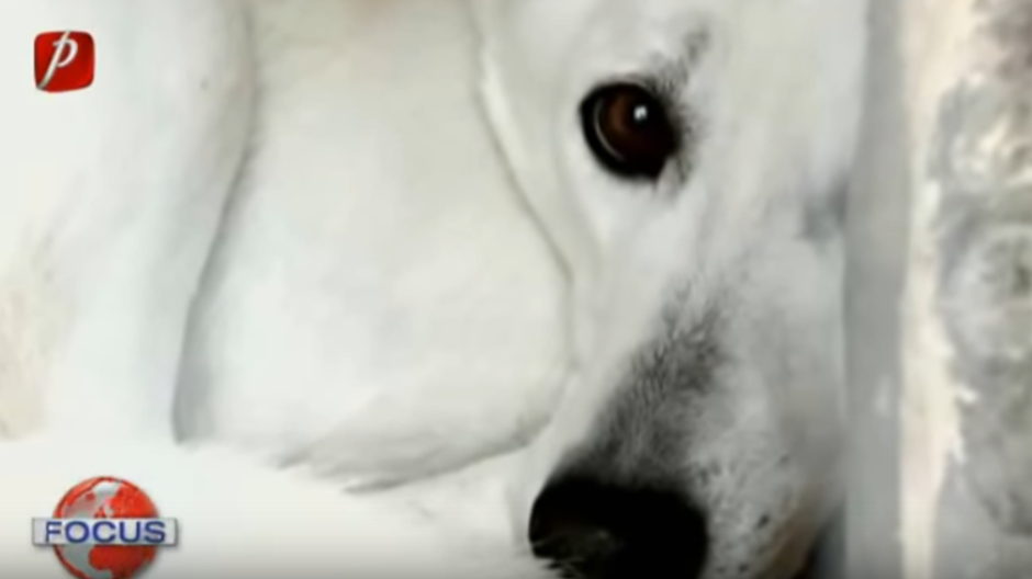 Mutilat, după ce un om a turnat acid pe trupul lui. Aşa a fost găsit un căţel, pe un câmp