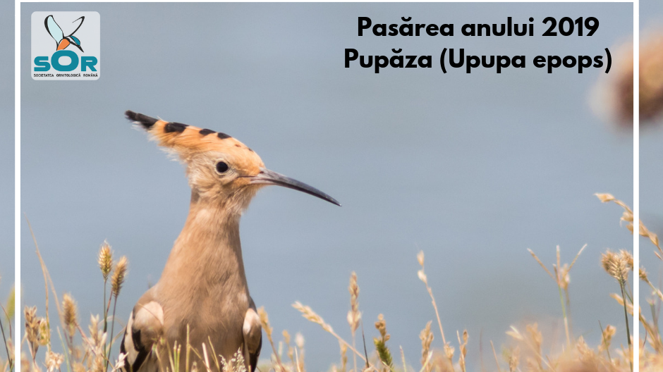 ’’Pasarea anului 2019’’din Romania! S-a dat start vot pentru cea mai reprezentativa specie pentru tara noastra