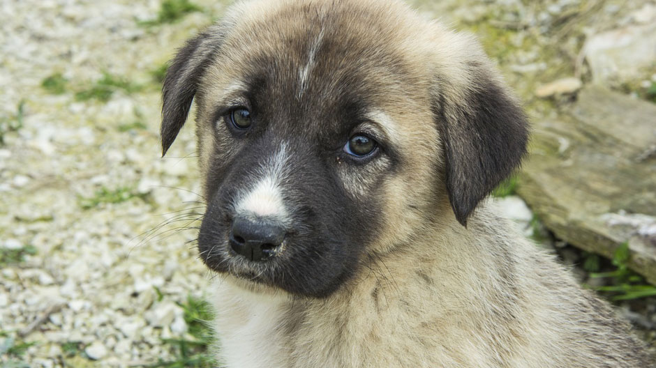 Atentionare pentru femeile care detin caini! Ce trebuie sa faceti ca sa nu va imbolnaviti de la animalele de companie